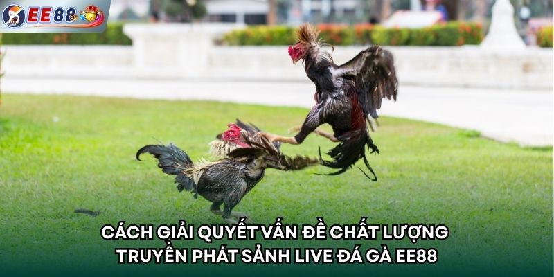 Cách giải quyết vấn đề chất lượng truyền phát sảnh live đá gà EE88