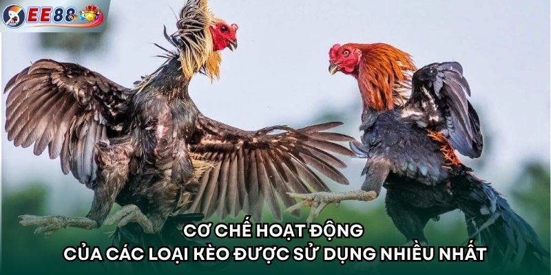 Cơ chế hoạt động của các loại kèo được sử dụng nhiều nhất
