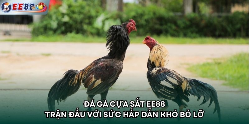 Đá Gà Cựa Sắt EE88 – Trận Đấu Với Sức Hấp Dẫn Khó Bỏ Lỡ