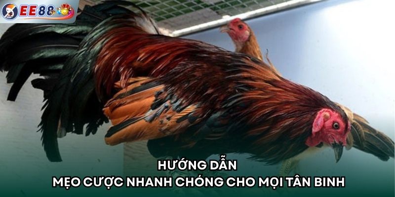 Hướng dẫn mẹo cược nhanh chóng cho mọi tân binh
