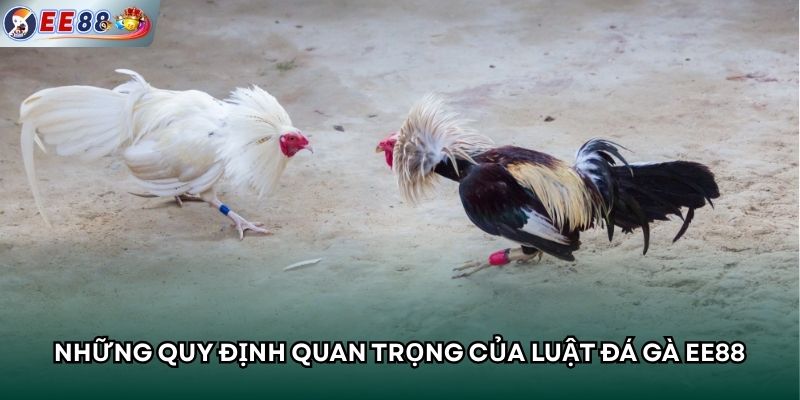 Những quy định quan trọng của luật đá gà EE88