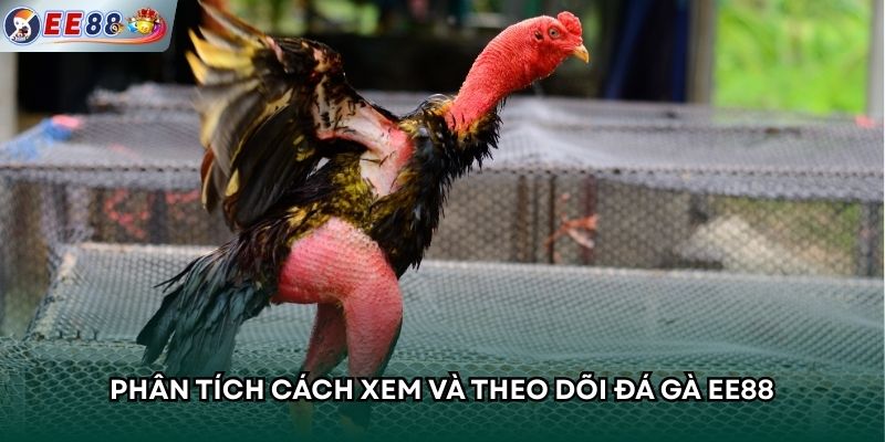Phân tích cách xem và theo dõi đá gà EE88