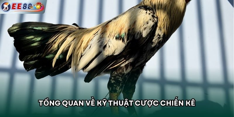 Tổng quan về kỹ thuật cược chiến kê
